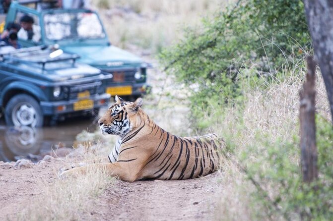 Jungle Safari