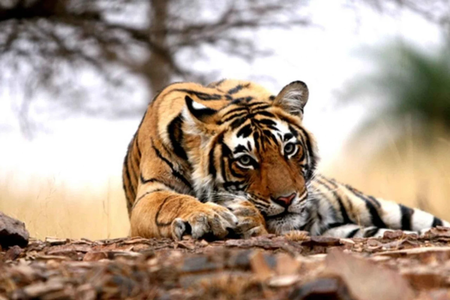 Wildlife Tour