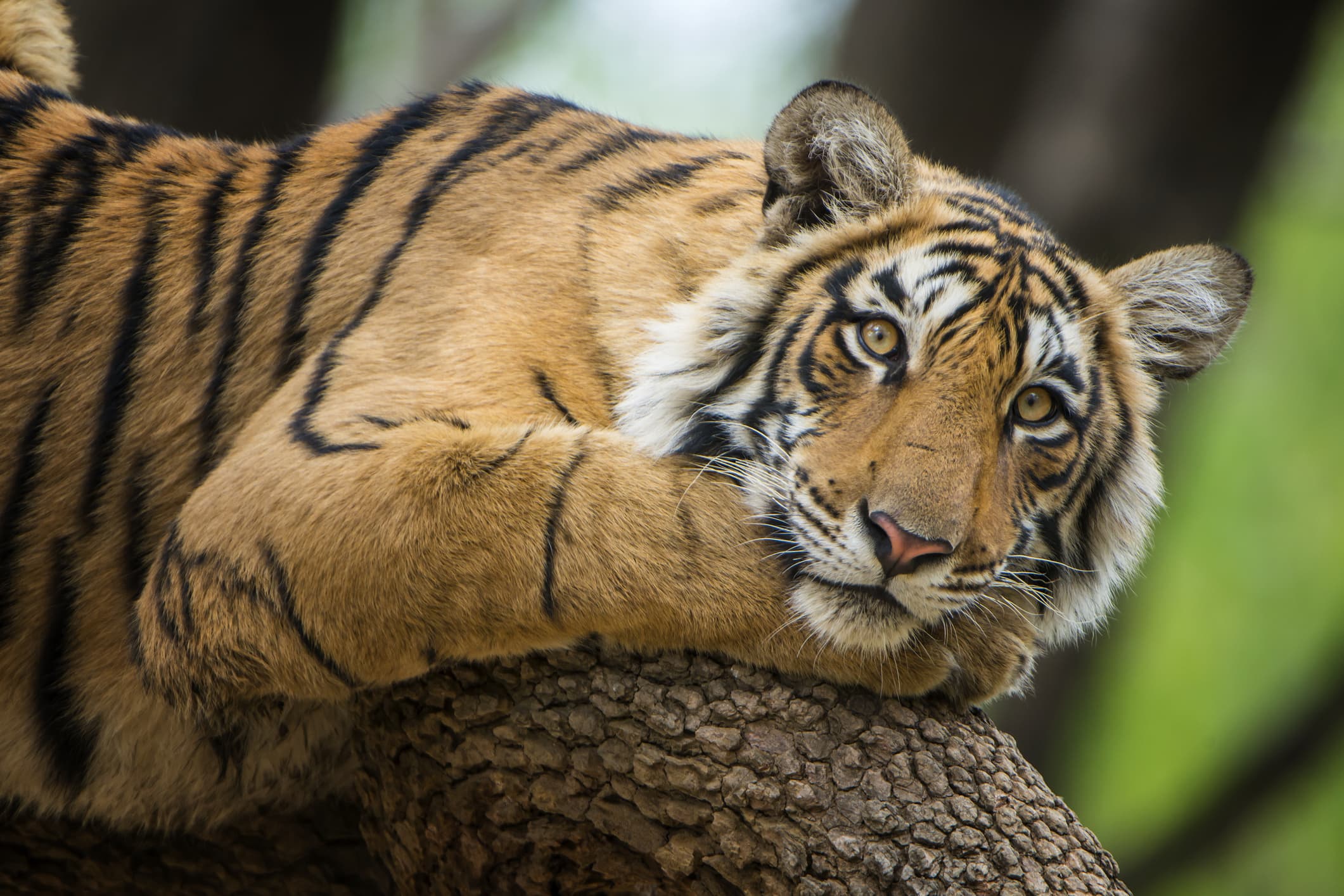 Canter Safari Ranthambore